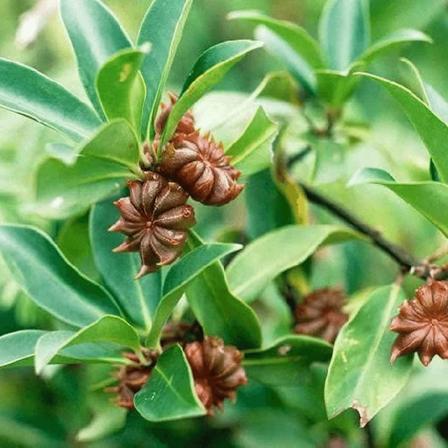 Herb Seeds