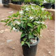 Jasmine Seeds – Jasminum spp.