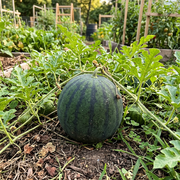 Watermelon Seeds – Citrullus lanatus