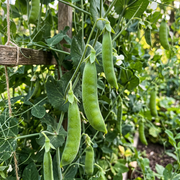 Sugar Snap Pea Seeds – Pisum sativum var. macrocarpon