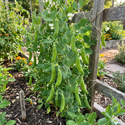 Sugar Snap Pea Seeds – Pisum sativum var. macrocarpon