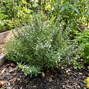 Summer Savory Seeds – Satureja hortensis