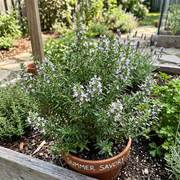 Summer Savory Seeds – Satureja hortensis