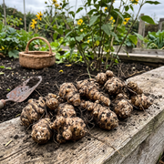 Sunchoke Seeds – Helianthus tuberosus
