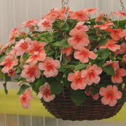 Impatiens Seeds – Impatiens walleriana