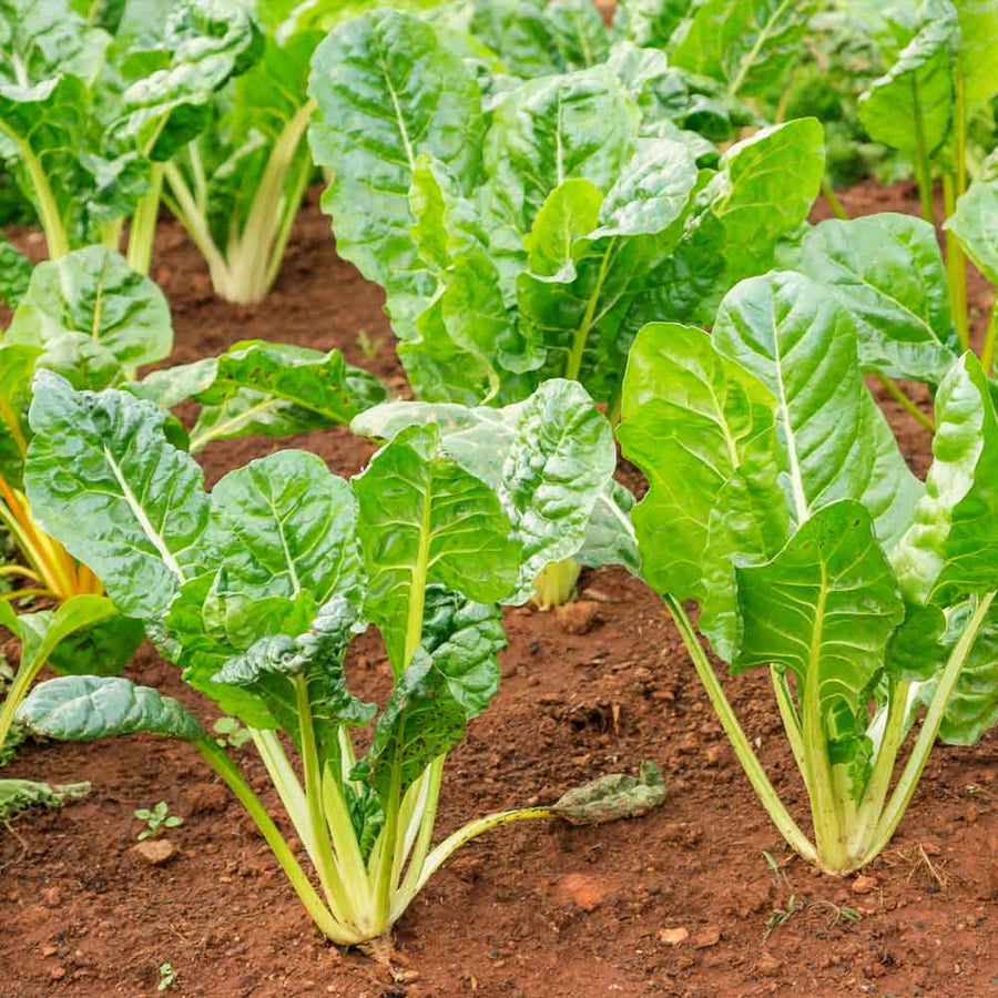Swiss Chard Seeds – Beta vulgaris subsp. vulgaris