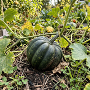 Acorn Squash Seeds – Cucurbita pepo