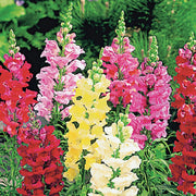 Snapdragon Seeds – Antirrhinum majus