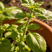 Basil Seeds – Ocimum basilicum