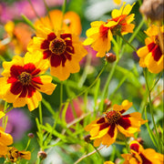 Tickseed Flower Seeds, Coreopsis tinctoria Flower Seeds