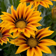 Gazania Seeds – Gazania rigens