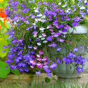 Lobelia Seeds – Lobelia erinus