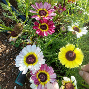 Chrysanthemum Seeds – Chrysanthemum × morifolium