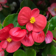 Begonia Seeds – Begonia spp.