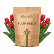 Tulip Seeds – Tulipa spp.