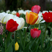 Tulip Seeds – Tulipa spp.