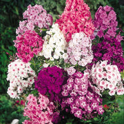 Phlox Seeds – Phlox drummondii