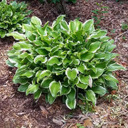 Hosta Seeds – Hosta spp.