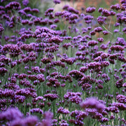 Verbena Bonariensis Seeds – Verbena bonariensis
