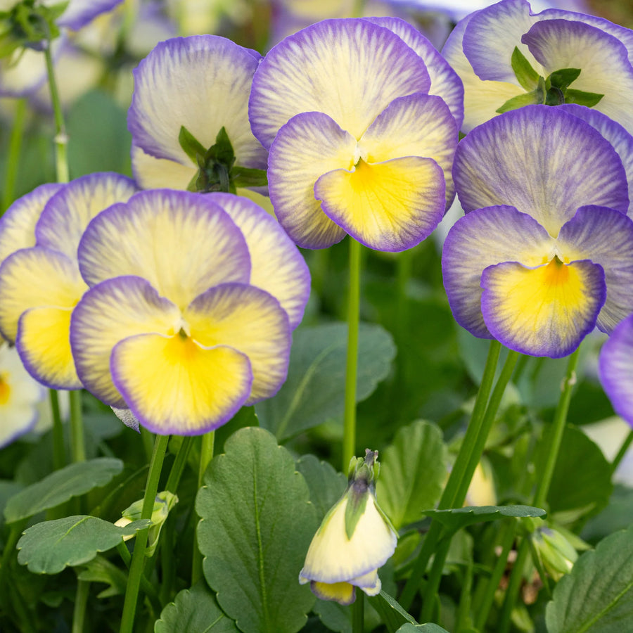 Viola Seeds – Viola cornuta