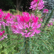 Cleome Seeds – Cleome hassleriana