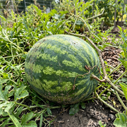 Watermelon Seeds – Citrullus lanatus