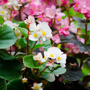 Begonia Seeds – Begonia semperflorens