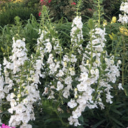 Angelonia Seeds – Angelonia angustifolia