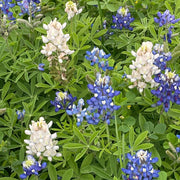 Bluebonnet Seeds – Lupinus texensis