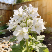 Borage Seeds – Borago officinalis