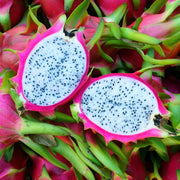 Dragon Fruit Seeds – Selenicereus undatus