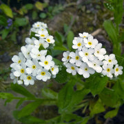 Forget Me Not Seeds – Myosotis sylvatica