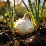 Onion Seeds – Allium cepa