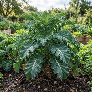 Kale Seeds – Brassica oleracea var. sabellica