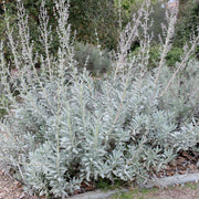 White Sage Seeds – Salvia apiana