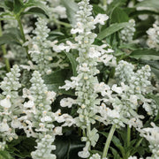 White Sage Seeds – Salvia apiana