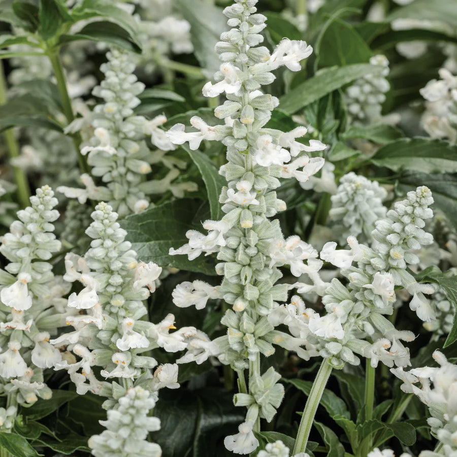 White Sage Seeds – Salvia apiana