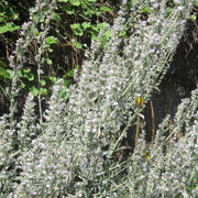 White Sage Seeds – Salvia apiana