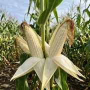 Sweet Corn Seeds – Zea mays