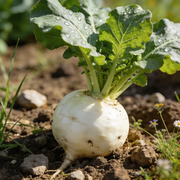 Turnip Seeds – Brassica rapa subsp. rapa