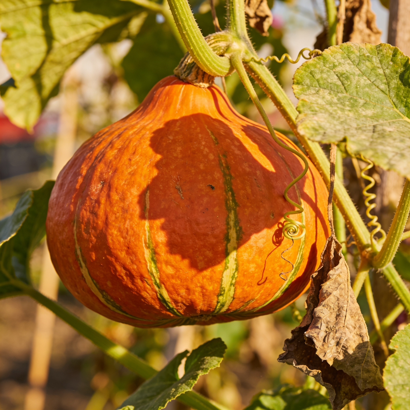 Winter Squash Seeds – Cucurbita maxima