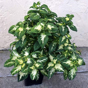 Coleus Seeds – Coleus scutellarioides
