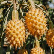 Dragon Fruit Seeds – Selenicereus undatus
