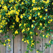 Jasmine Seeds – Jasminum spp.