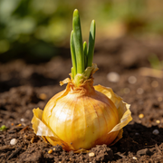 Onion Seeds – Allium cepa