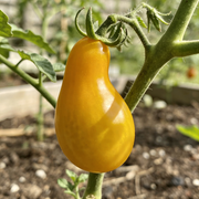 Tomato Seeds – Solanum lycopersicum