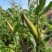 Sweet Corn Seeds – Zea mays