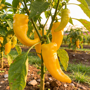Pepper Seeds – Capsicum annuum
