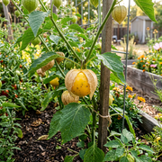 Tomatillo Seeds – Physalis philadelphica