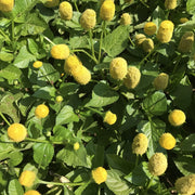 Toothache Plant Seeds – Acmella oleracea